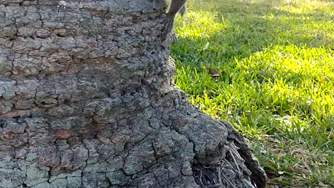 Making friends with a Squirrel