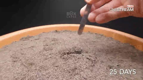 Growing a DATE PALM TREE Time-lapse