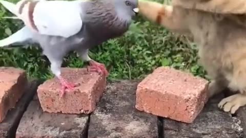 Cat and pigeon fight video/funny fight video
