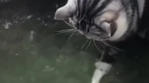 Funny Cat Playing in Fish Pond #shorts