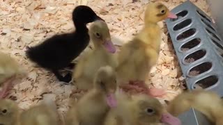 Ducklings in a bathtub