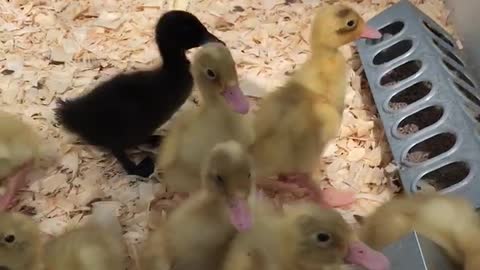 Ducklings in a bathtub