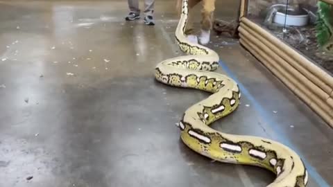 Wrangling World’s Longest Snakes 🐍 #shorts #animals #reptile #giant #dinosaur #snake #python #zoo