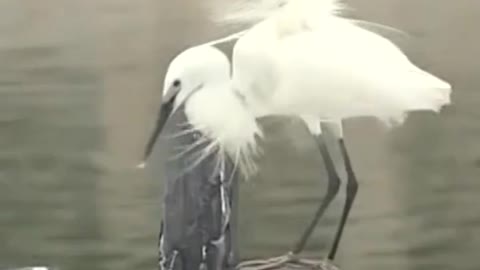 Egrets donning beautiful breeding plumage