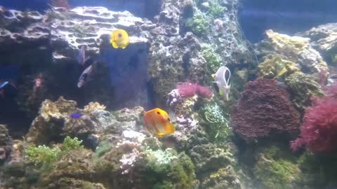 Tropical fish on the background of a coral reef.