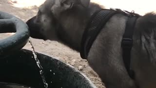 Look How This Dog Drink Water In Slow Motion