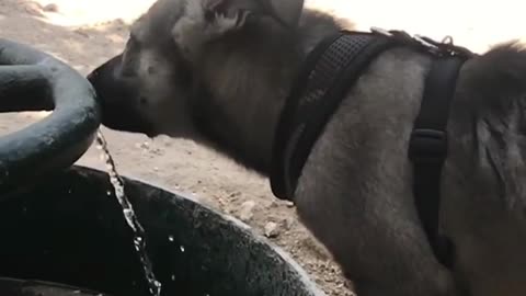 Look How This Dog Drink Water In Slow Motion