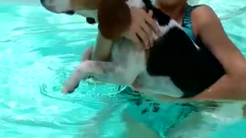 Hilarious beagle half-heartedly attempts to swim in pool