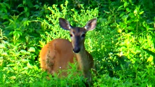 White-tailed deer