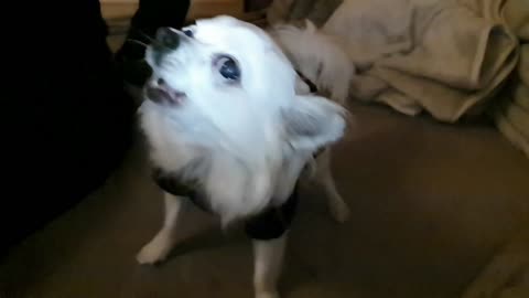 Hilarious funny dog!! Rocco the Chihuahua Playing Slow Motion