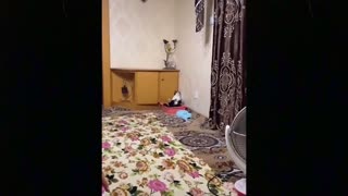 OMG So Cute Cats Best Funny and cute Cat Videos 2021