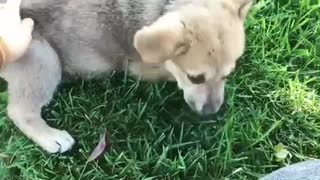 Small tan puppy lays in grass while owner pets his stomach