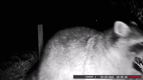 Backyard Trail Cam - Raccoon at Fence