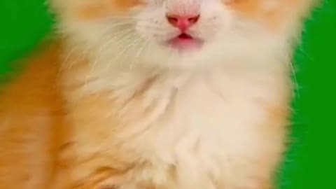 Super adorable baby cat video