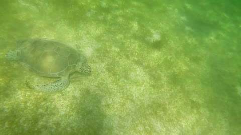 Turtle Trip at Akumal Bay