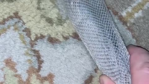 Snake skin: This Was Unexpected!!