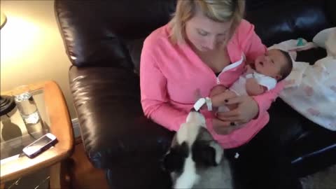 Piper the Husky meets Lily the newborn baby