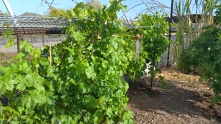 Grape Arbor Update!!