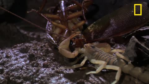 World's Most Harmful Scorpion; Deadliest Insect on Earth