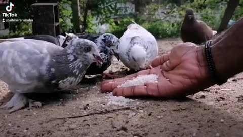 10 Most Beautiful Fancy Pigeons Collection | Indian Pigeons | World Unique Amazing Pigeon Farm