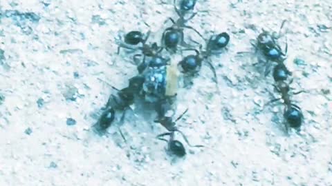 A Group Of Ants Join Forces To Move An Object