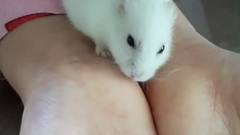 Hamster Handling