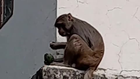 The monkey is sitting and eating papaya