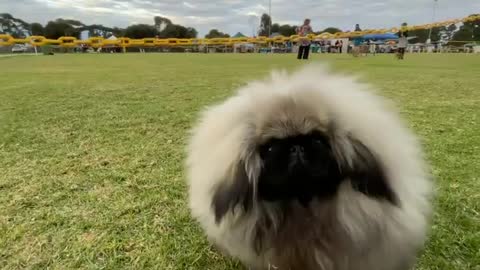 🔥Funniest Dogs will make you laugh all day long | Instagram Reels and Tiktok Videos | Desi animals 🔥