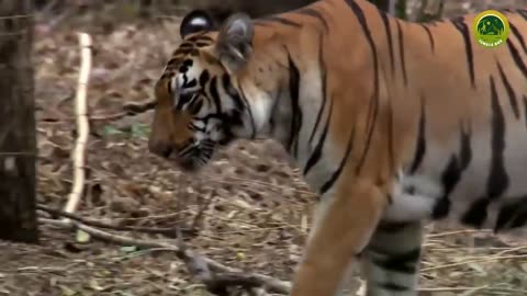 Most Dangerous Tiger Attacks
