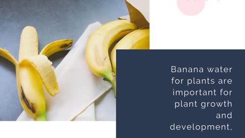 Benefits of banana water for plants