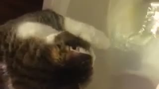 Cat loves drinking out of the toilet