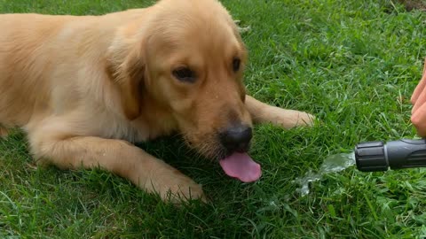 Young Golden Retriever Dog Laying on Grass Drinking Water from Hose