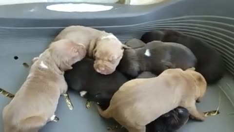 Adorable pitbull puppies with good sleep