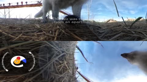 Foxes 360°: Rescue Fox Steals Camera | The Dodo VR