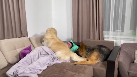 Golden Retriever and German Shepherd Wake Me Up