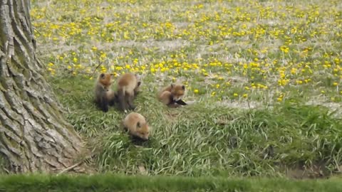 Baby fox kits wrestling and playing near their den