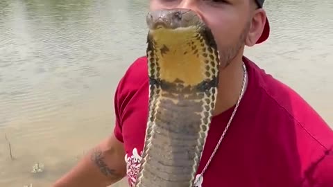 King cobra snake