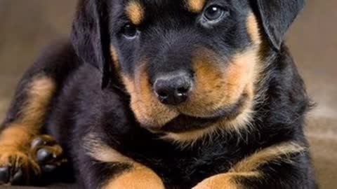 world most popular❤️ dog Rottweiler 🔥🔥🔥 status 🔥