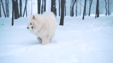 My dog playing snow