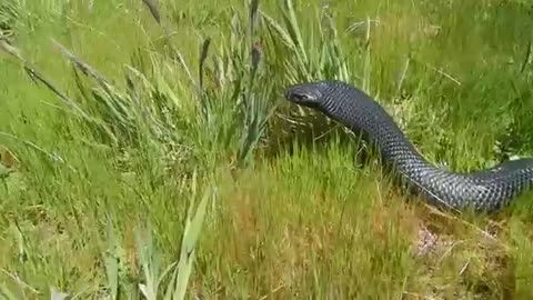 Snake bite, angry black snake bites my camera