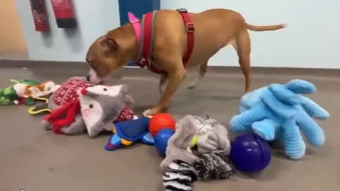 SOMETIMES ALL U NEED IS A WHOLESOME VIDEO OF DOGGOS CHOOSING THEIR OWN CHRISTMAS PRESENT IN AN ELATED AND JOYOUS FASHION!