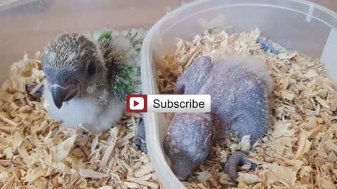 How To Properly Feed Baby Parrots-Senegal Parrot