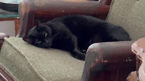 Adopting a Cat from a Shelter Vlog - Cute Precious Piper Enjoys Guarding from the Lobby Chair
