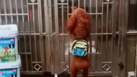 Animals funny videos