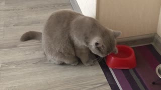 Cat drinks from its paws