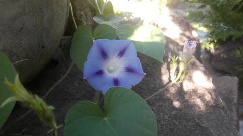 Morning glory as it is
