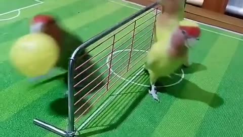 Parrot Playing all Real Games || Birds playing Real Basketball