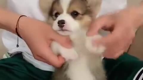 cute dog dancing on music