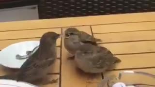 A bird eating in the coffee shop