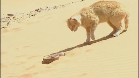 Sand Cat VS Desert Snake 🐍🐍🐍